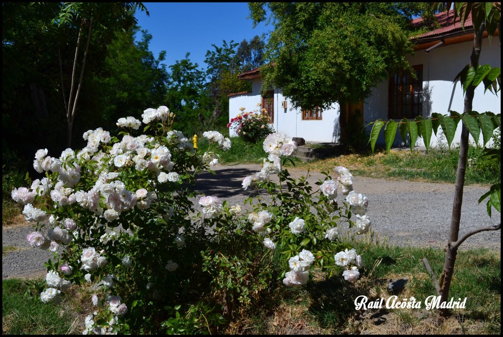 Foto de Doñihue (Libertador General Bernardo OʼHiggins), Chile