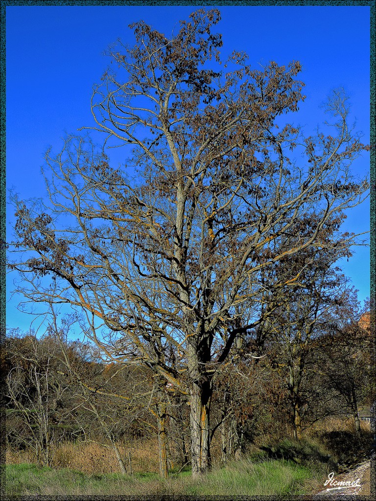 Foto: 141207-01 JUBERA - ALTO JALON - Jubera (Soria), España