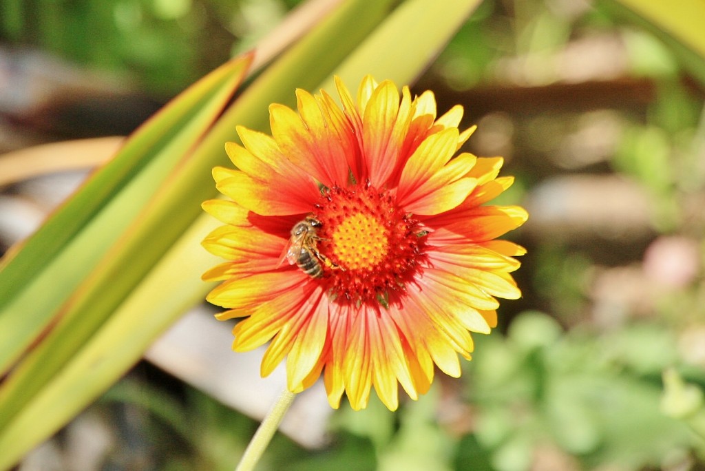 Foto: Un poco de color - Ceuta, España