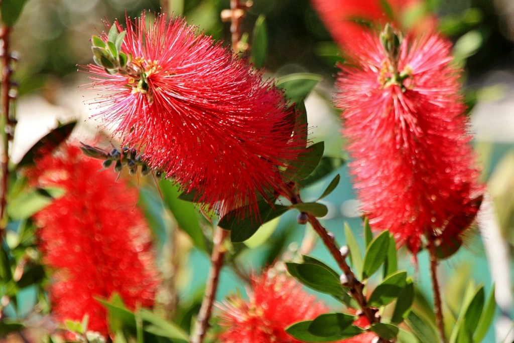 Foto: Un poco de color - San Roque (Cádiz), España