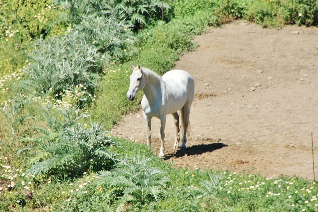 Foto: Vistas - Alcalá de los Gazules (Cádiz), España