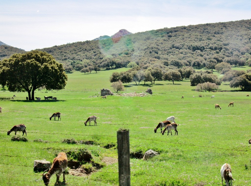 Foto: Paisaje - Grazalema (Cádiz), España