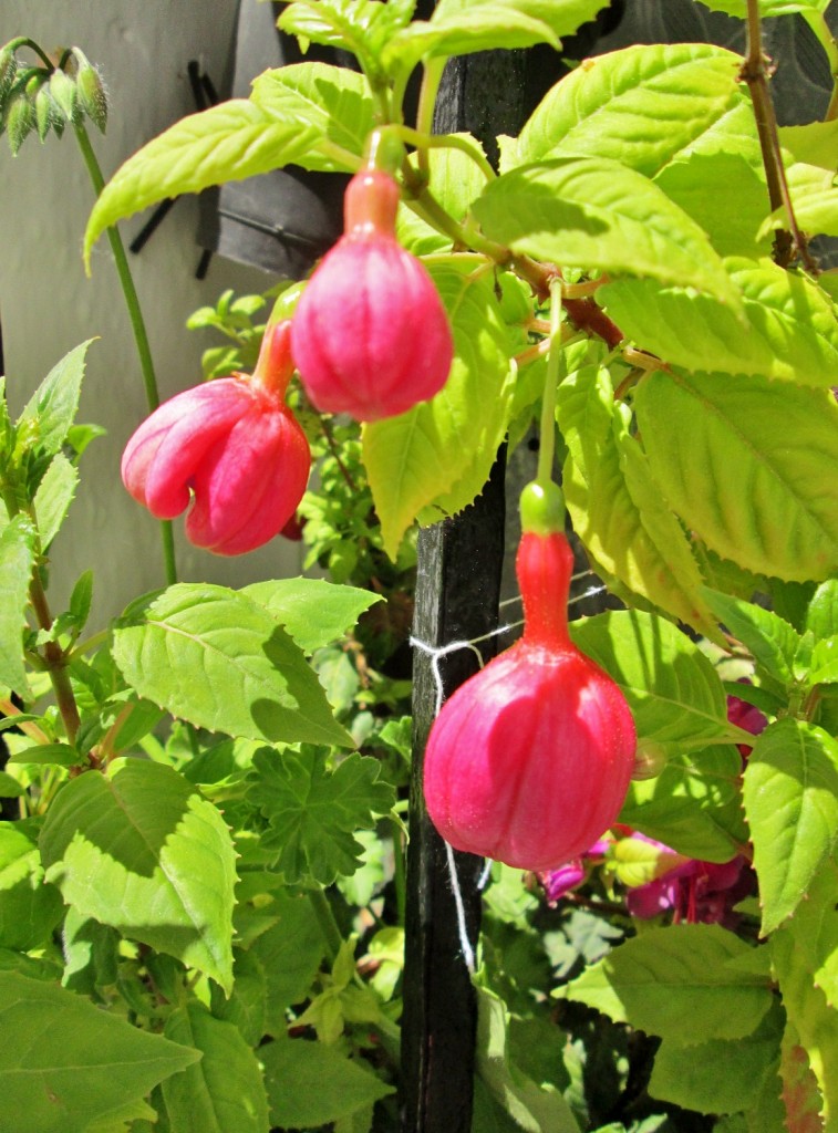 Foto: Un poco de color - Grazalema (Cádiz), España