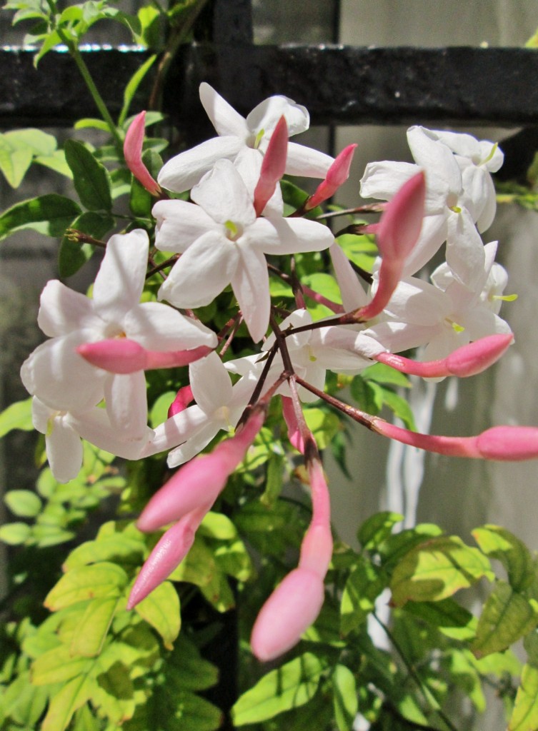 Foto: Un poco de color - Grazalema (Cádiz), España