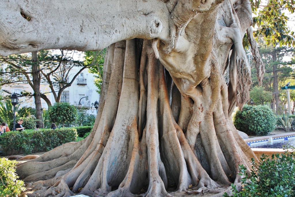 Foto: Jardines - Cádiz (Andalucía), España