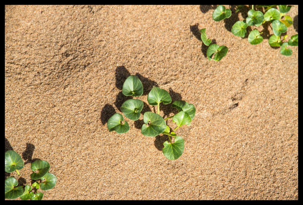 Foto de Liencres (Cantabria), España