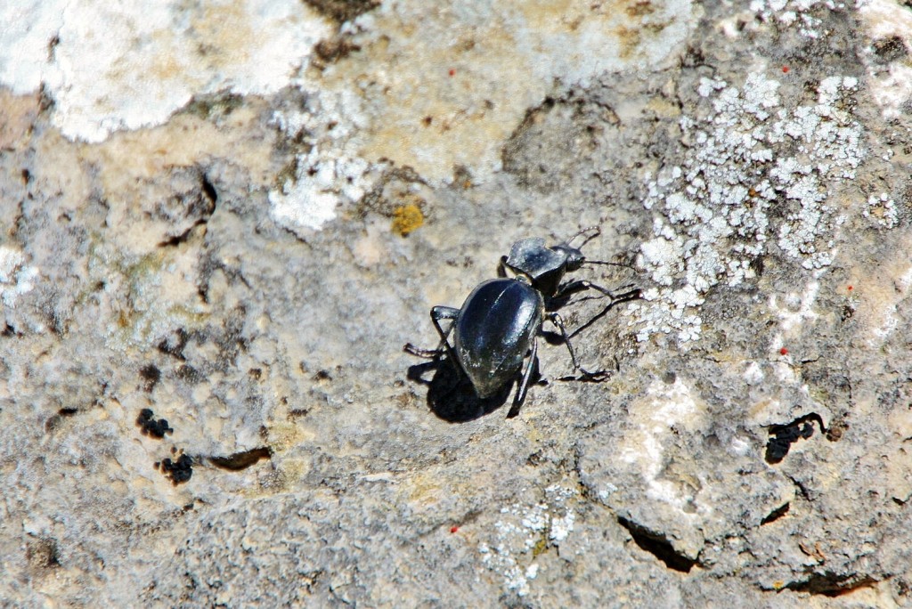 Foto: Bichito - Olvera (Cádiz), España