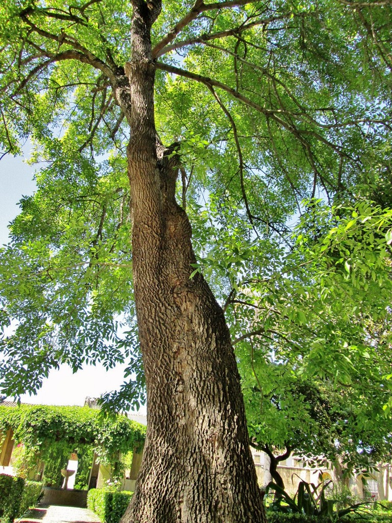 Foto: Palacio de los Ribera - Bornos (Cádiz), España