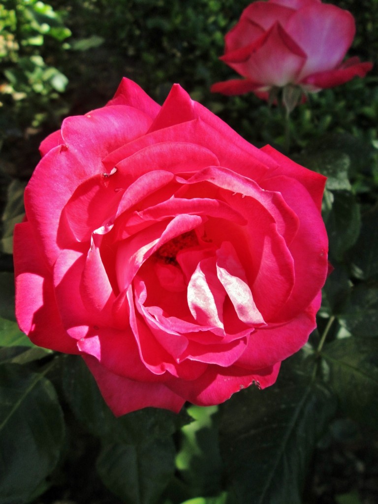 Foto: Jardín del palacio de los Ribera - Bornos (Cádiz), España