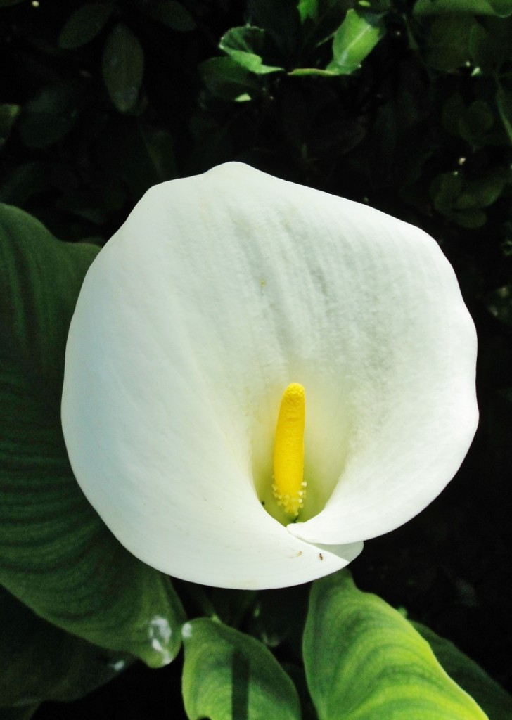 Foto: Jardín del palacio de los Ribera - Bornos (Cádiz), España
