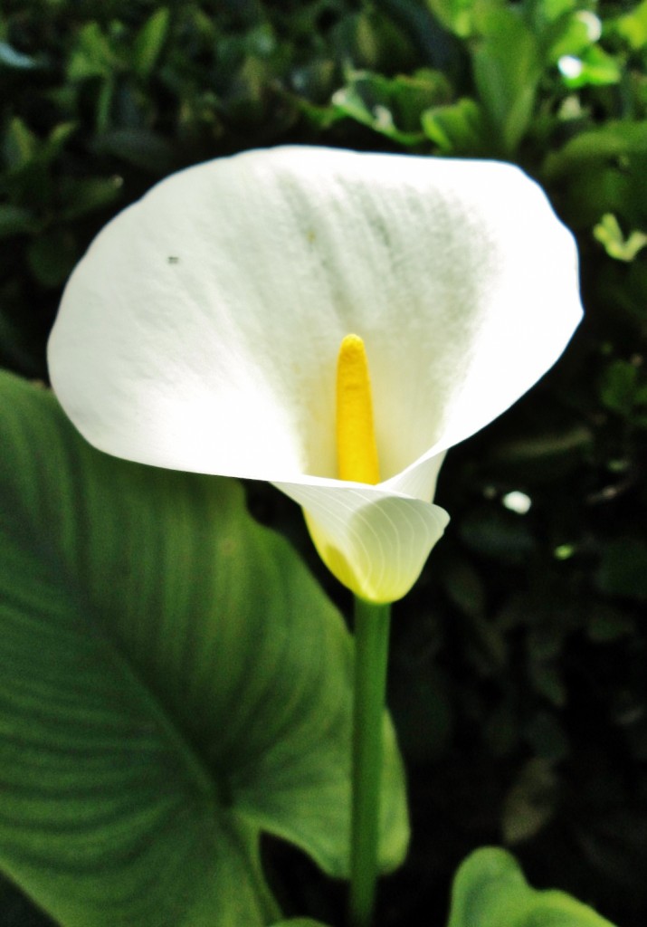 Foto: Jardín del palacio de los Ribera - Bornos (Cádiz), España