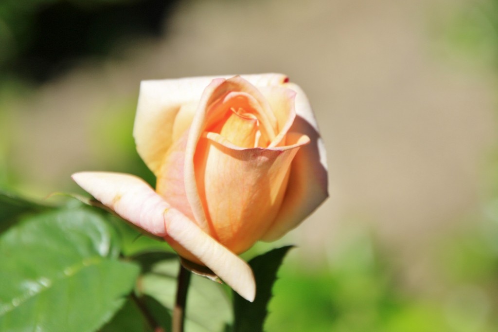 Foto: Jardín del palacio de los Ribera - Bornos (Cádiz), España
