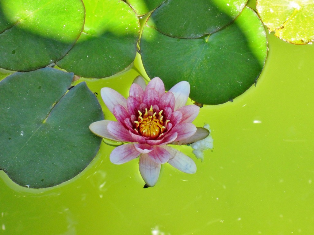 Foto: Jardín del palacio de los Ribera - Bornos (Cádiz), España