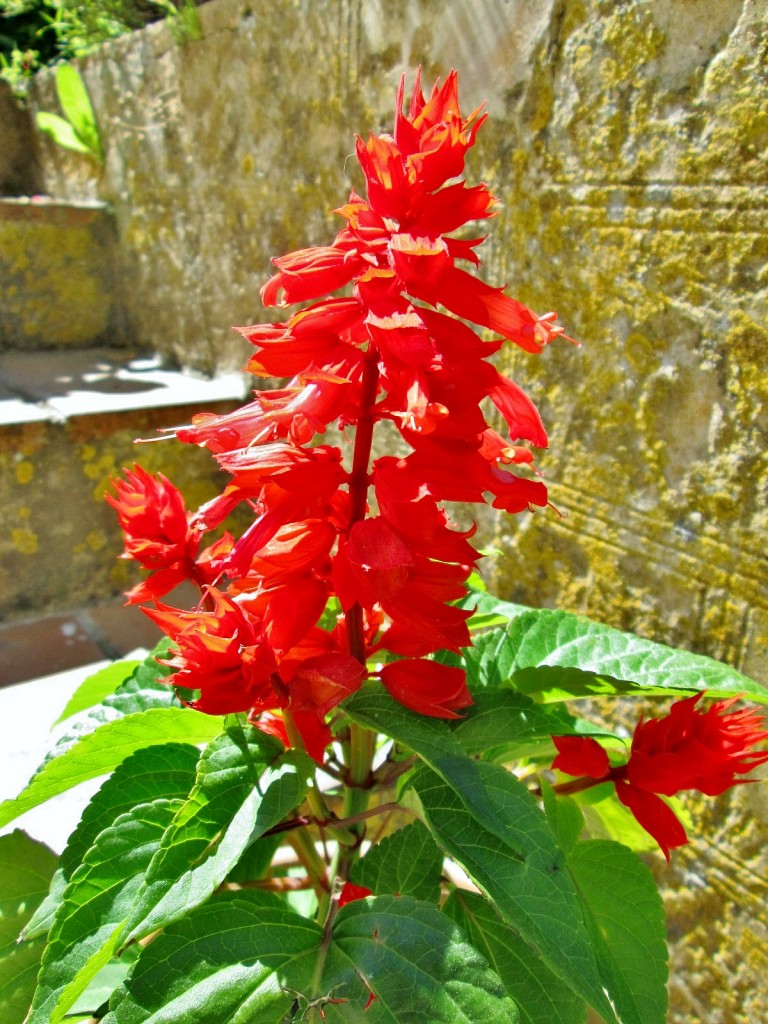 Foto: Jardín del palacio de los Ribera - Bornos (Cádiz), España