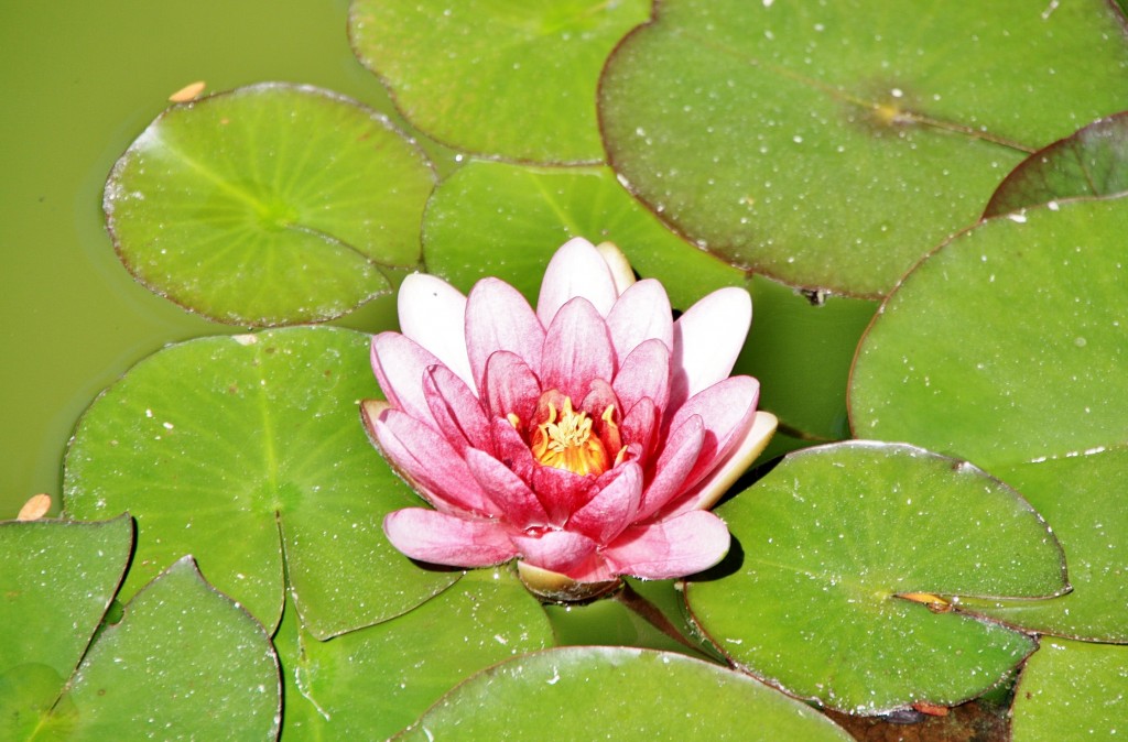 Foto: Jardín del palacio de los Ribera - Bornos (Cádiz), España
