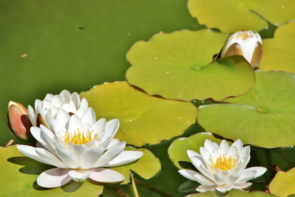 Foto: Jardín del palacio de los Ribera - Bornos (Cádiz), España