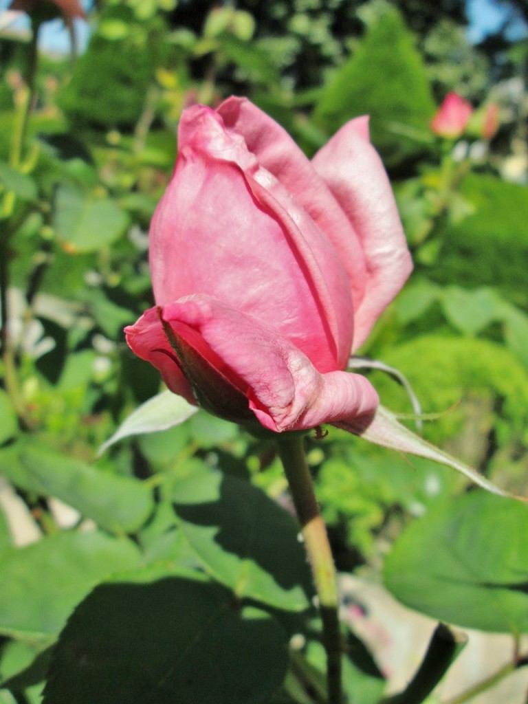Foto: Jardín del palacio de los Ribera - Bornos (Cádiz), España