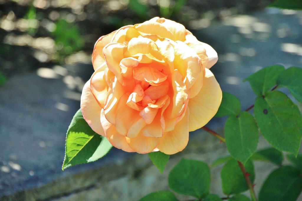 Foto: Jardín del palacio de los Ribera - Bornos (Cádiz), España