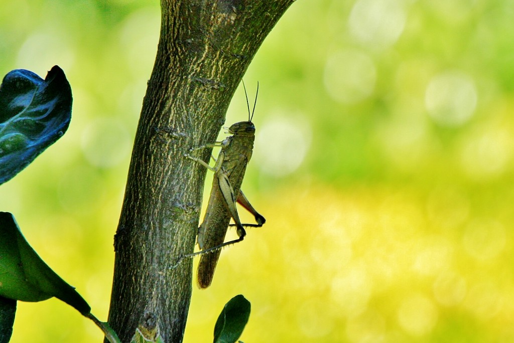 Foto: Jardín del palacio de los Ribera - Bornos (Cádiz), España