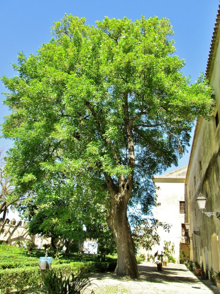 Foto: Jardín del palacio de los Ribera - Bornos (Cádiz), España