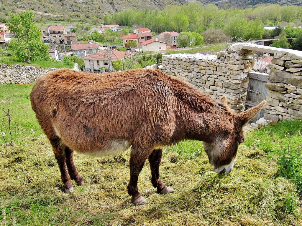 Foto: Animalito - Puentedey (Burgos), España