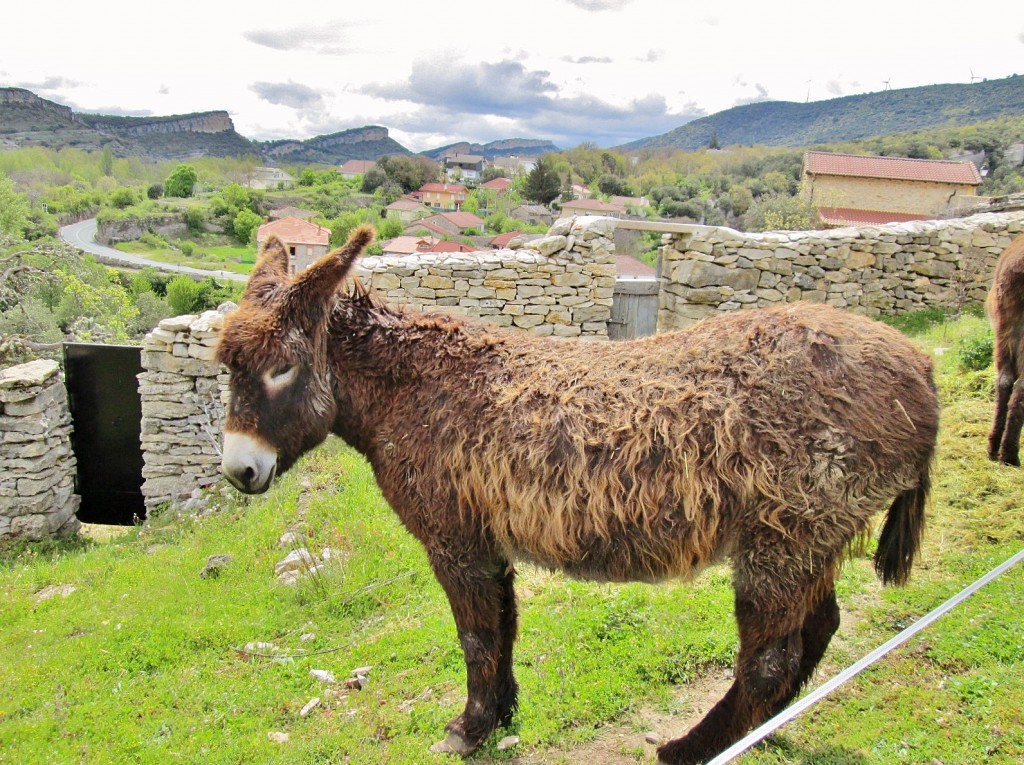 Foto: Animalito - Puentedey (Burgos), España
