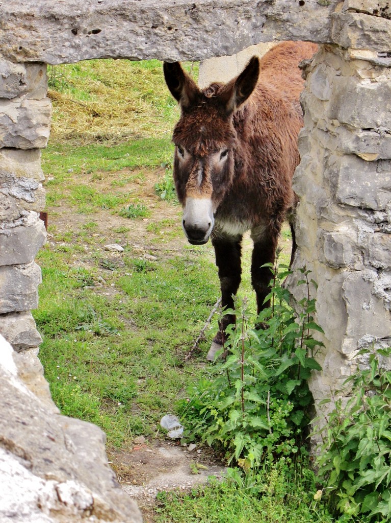 Foto: Animalito - Puentedey (Burgos), España