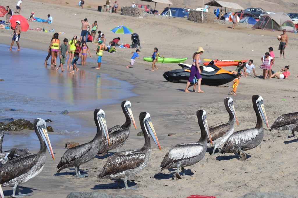 Foto: PAN DE AZUCAR - Chañaral (Atacama), Chile