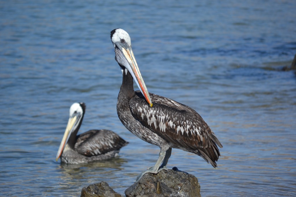 Foto: PAN DE AZUCAR - Chañaral (Atacama), Chile