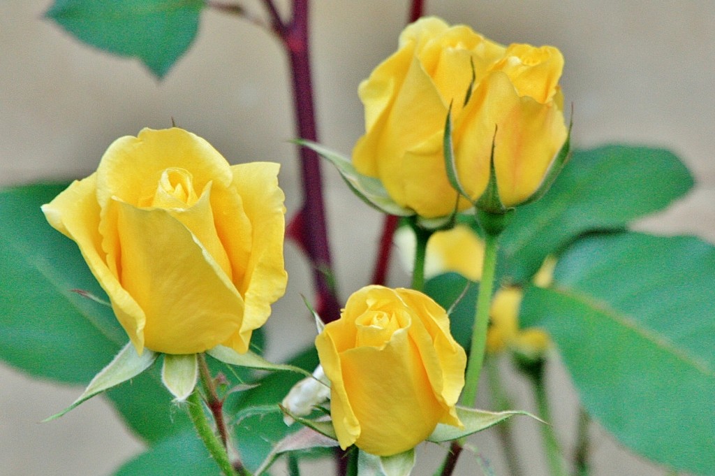 Foto: Primavera - Oñati (Gipuzkoa), España
