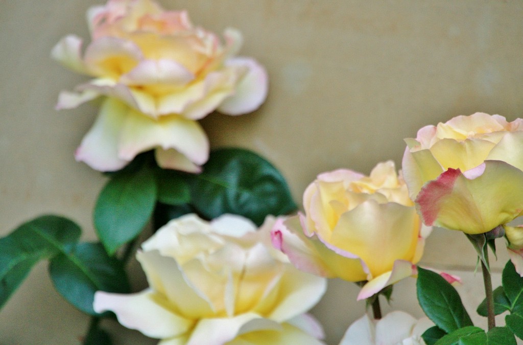 Foto: Primavera - Oñati (Gipuzkoa), España