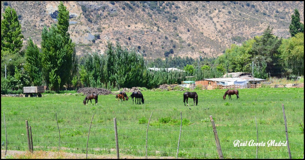 Foto de Peumo (Libertador General Bernardo OʼHiggins), Chile