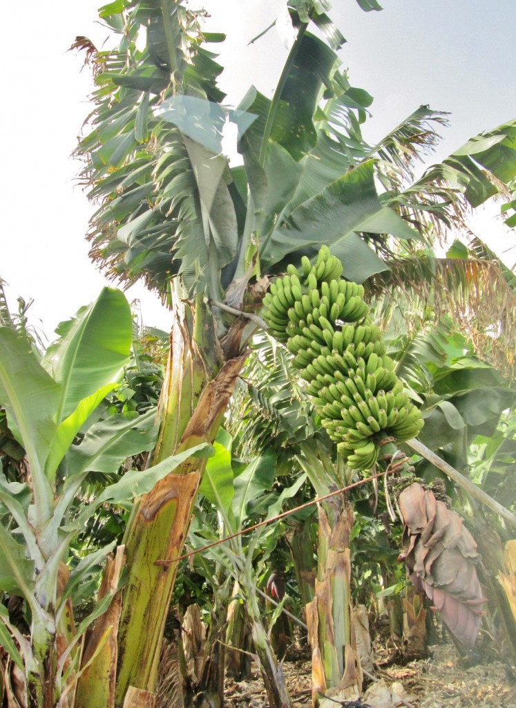 Foto: Plataneros - Los LLanillos (El Hierro) (Santa Cruz de Tenerife), España