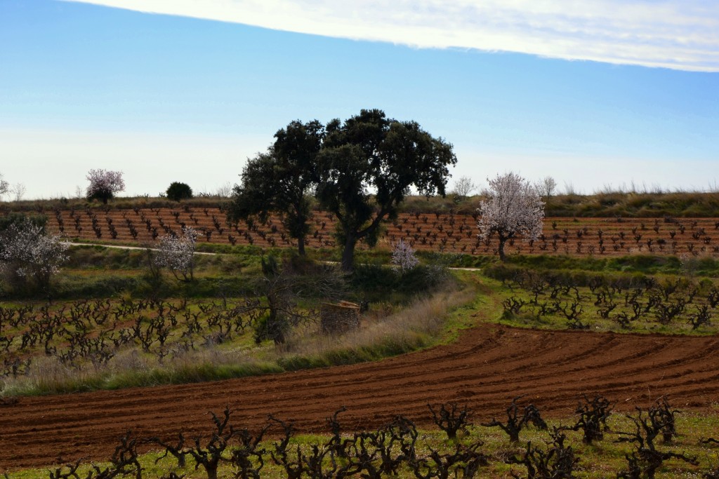 Foto: Contrastes de color - Castellví de las Marca (Barcelona), España