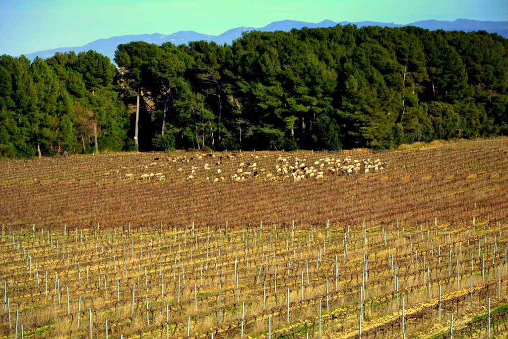Foto: Rebaño de ovejas en las viñas - Torrelles de Foix (Barcelona), España