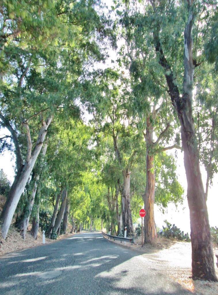 Foto: Paisaje - Tejeda (Gran Canaria) (Las Palmas), España