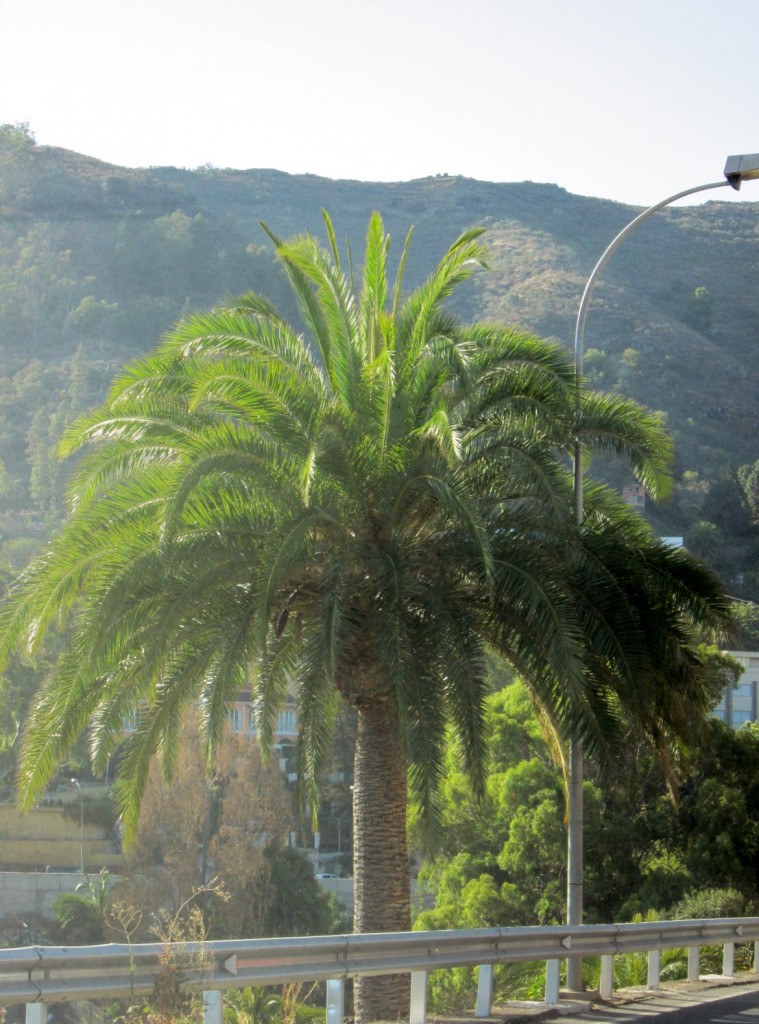 Foto: Paisaje - Tejeda (Gran Canaria) (Las Palmas), España