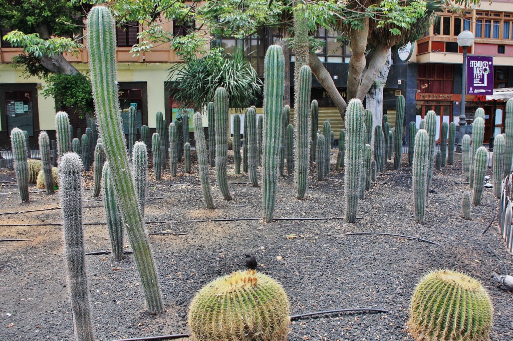 Foto: Vista de la ciudad - Las Palmas De Gran Canaria (Las Palmas), España