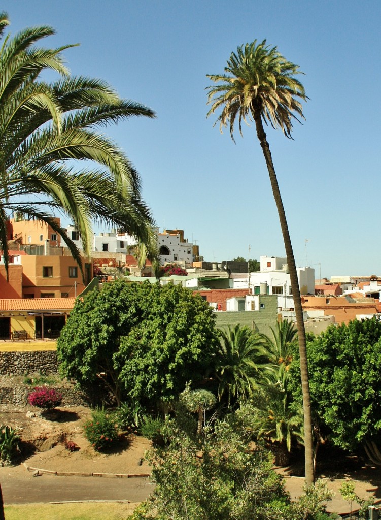 Foto: La palmera más alta de Canarias - Ingenio (Gran Canaria) (Las Palmas), España