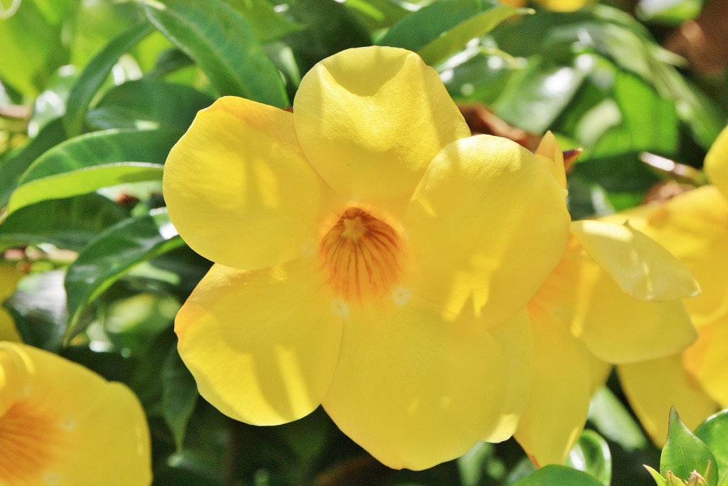 Foto: Puerto - Mogán (Gran Canaria) (Las Palmas), España