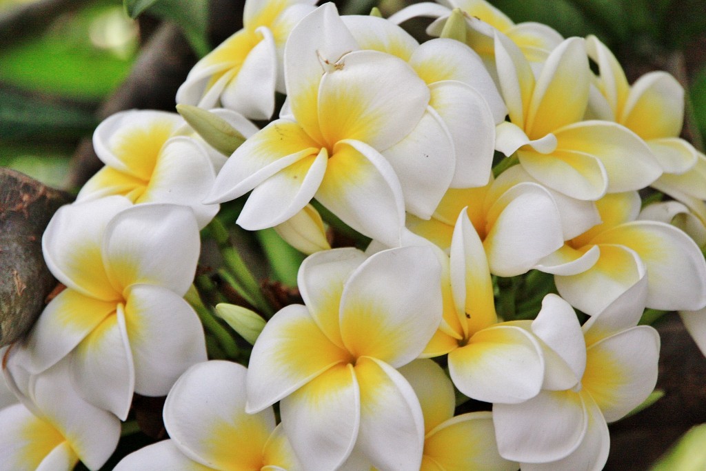 Foto: Color - Agaete (Gran Canaria) (Las Palmas), España