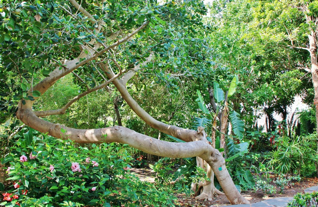 Foto: Huerto de las flores - Agaete (Gran Canaria) (Las Palmas), España