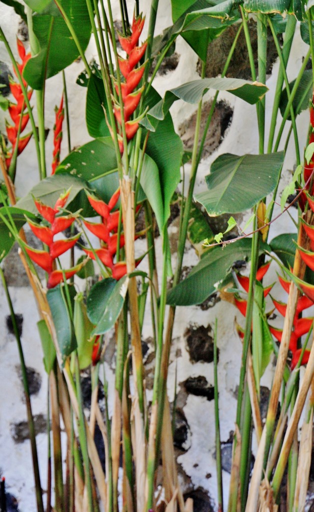 Foto: Huerto de las flores - Agaete (Gran Canaria) (Las Palmas), España