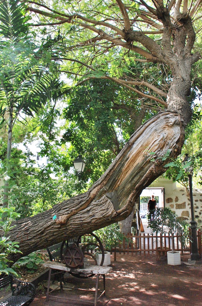 Foto: Huerto de las flores - Agaete (Gran Canaria) (Las Palmas), España