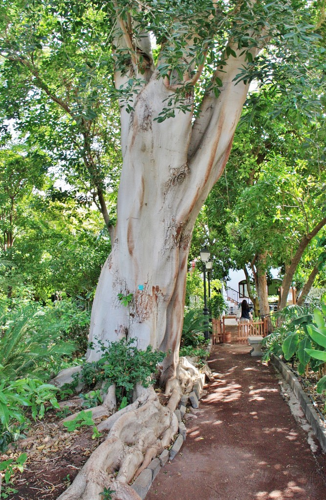 Foto: Huerto de las flores - Agaete (Gran Canaria) (Las Palmas), España