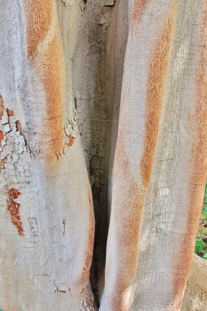 Foto: Huerto de las flores - Agaete (Gran Canaria) (Las Palmas), España