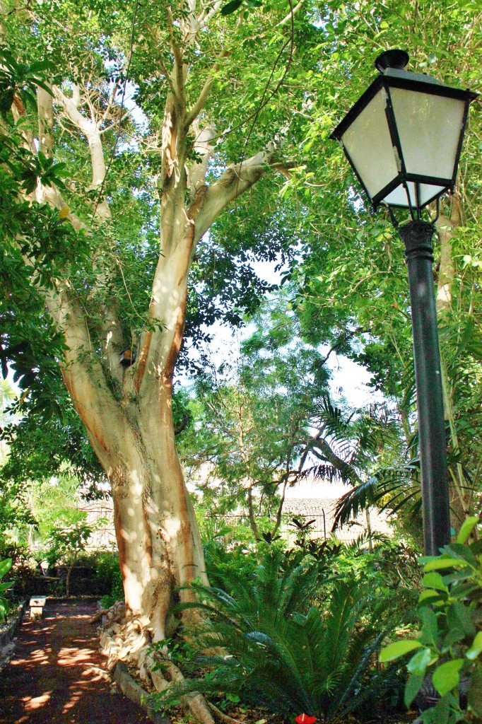 Foto: Huerto de las flores - Agaete (Gran Canaria) (Las Palmas), España