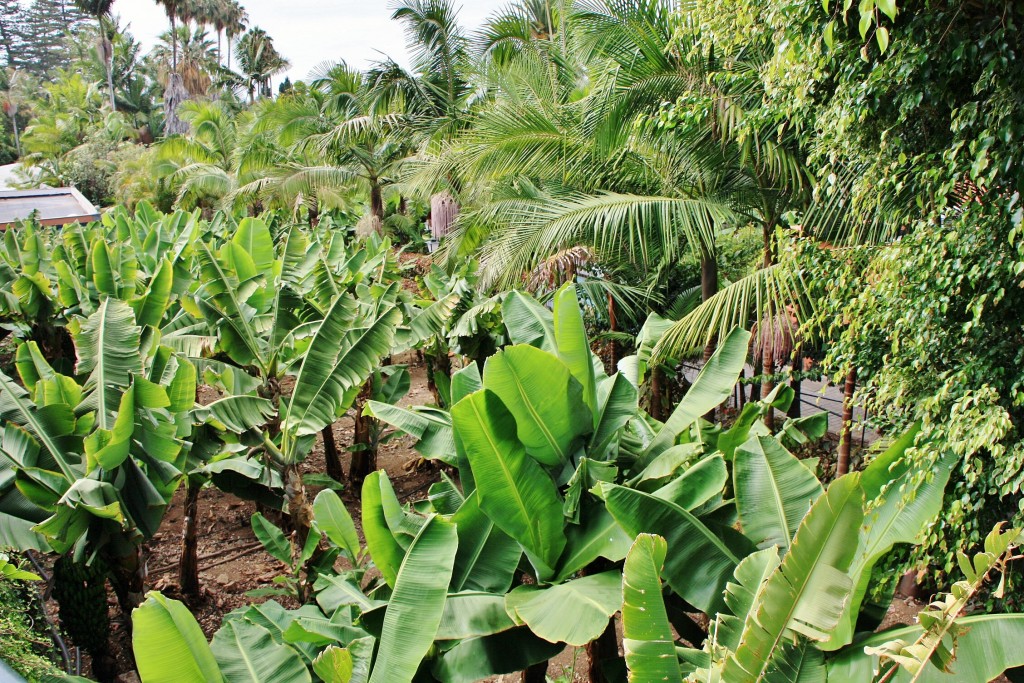 Foto: Jardín de la Marquesa - Arucas (Gran Canaria) (Las Palmas), España