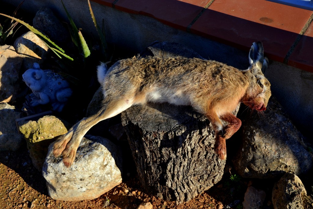 Foto: Caza, - Torrelles de Foix (Barcelona), España