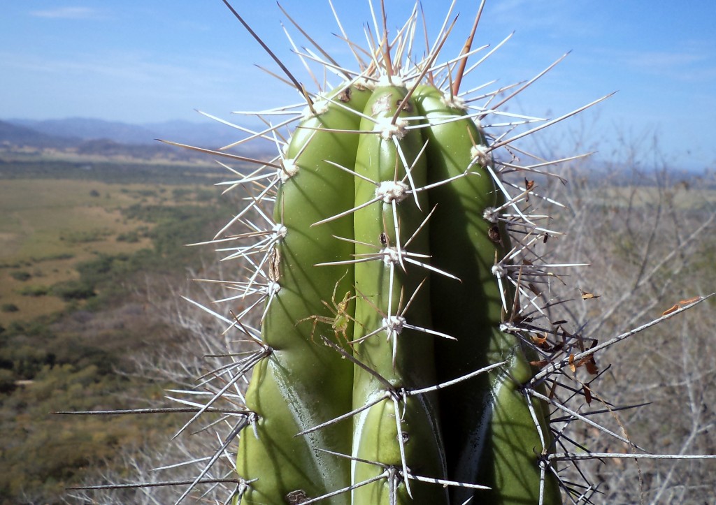 Foto de Paloverde (Guanacaste), Costa Rica
